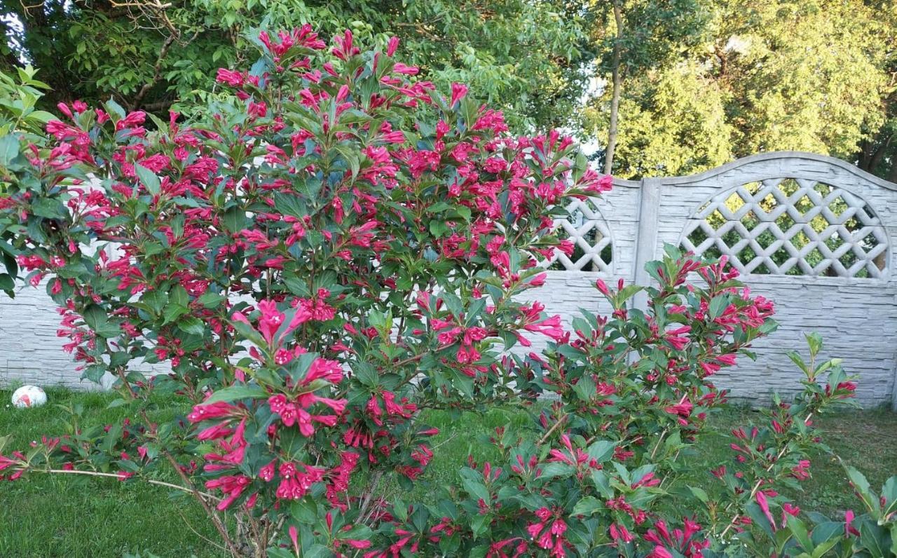 Magnolia Gospodarstwo Agroturystyczne Kazimierz Dolny Exteriör bild