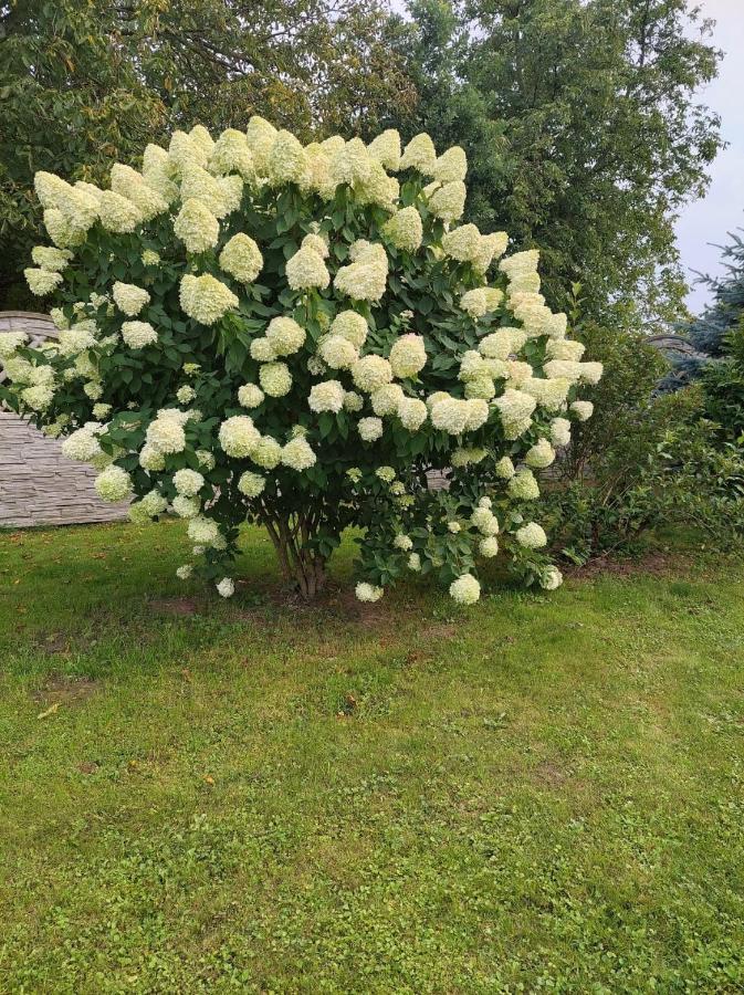 Magnolia Gospodarstwo Agroturystyczne Kazimierz Dolny Exteriör bild